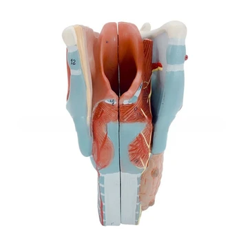Anatomické Hrtana Model Vymeniteľné Ľudského Hrdla Anatómie Model 2x Zväčšené Krčné Anatómie Model Vyučovania Prop pre Študentov