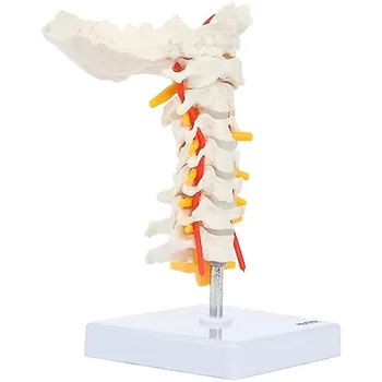 Ľudské Stavec Krčnej Anatomický Model s Miechových Nervov a Ciev Podrobné Bony Orientačné body Zahŕňa Okcipitálneho Kosti