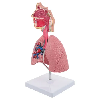 Pľúc, Dýchacích ciest, Anatómia Model Vyučovania Systému Ľudských Displej modelu Školy Pľúc Anatomické Srdce Vzdelávacie Hračka Nosovej
