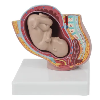 Midwifery Výučby Model Embrya Tehotenstva 9 Mesiacov Ženské Panvové S 9 Mesiacov Plodu Model Lekárske Model