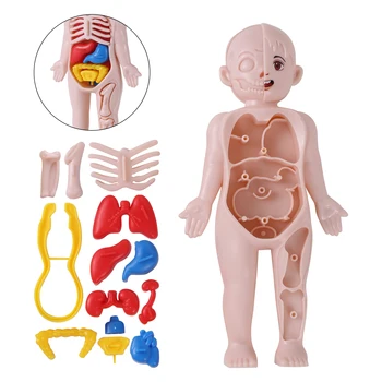 14Pcs Nastaviť Ľudských Orgánov Model Detí DIY Zmontované Lekárske Začiatku vedecko-Vzdelávacích Hračiek 3D Ľudské Telo Puzzle učebná pomôcka